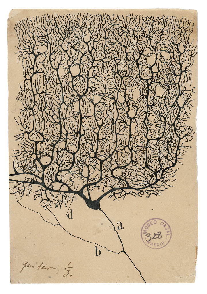 This image has an empty alt attribute; its file name is cajal-purkinje-neuron-jumbo.jpg