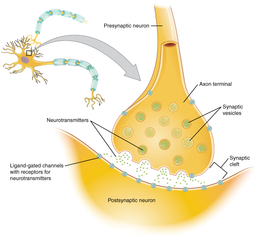 This image has an empty alt attribute; its file name is synapse-openstax-cnx.jpg